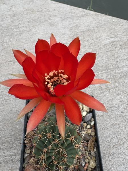 Echinopsis Hybr. dunkel rot